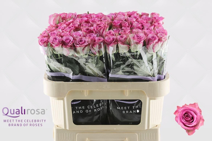 <h4>R Gr Thriller</h4>