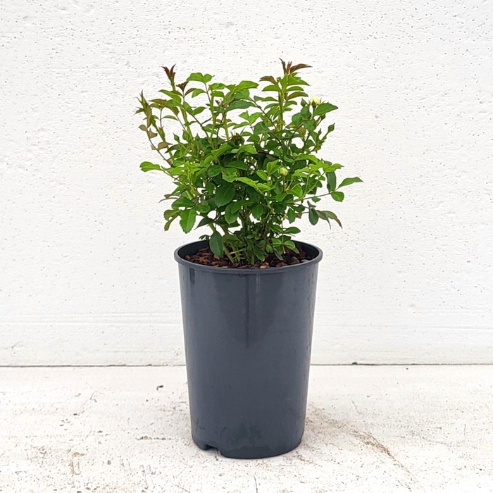 <h4>Rosa Spelarosa Crystal Fairy</h4>