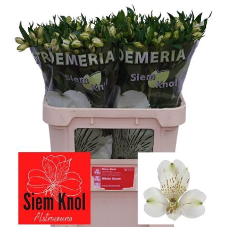 <h4>Alstroemeria White Swan</h4>