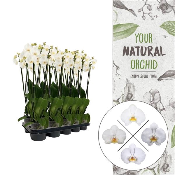 <h4>Your Natural Orchid | White 60/65cm | Phalaenopsis 4 spike</h4>