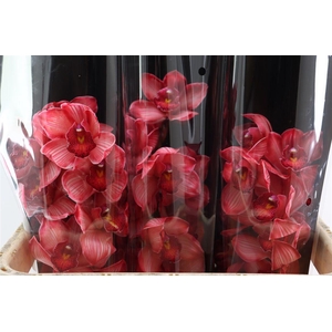 Cymb Rood Opgetrokken