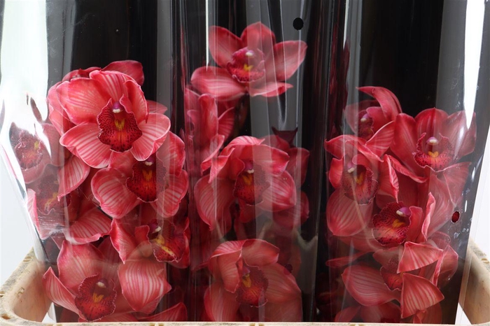 <h4>Cymb Rood Opgetrokken</h4>