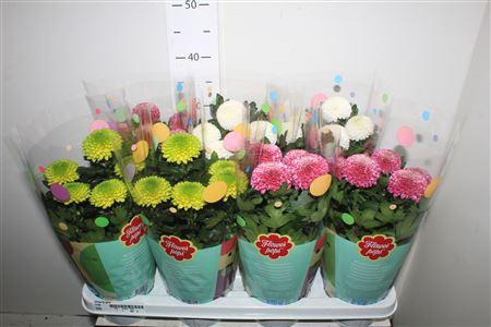 <h4>Chrys Fp Gem</h4>