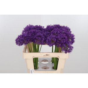 Allium Purper Sensation