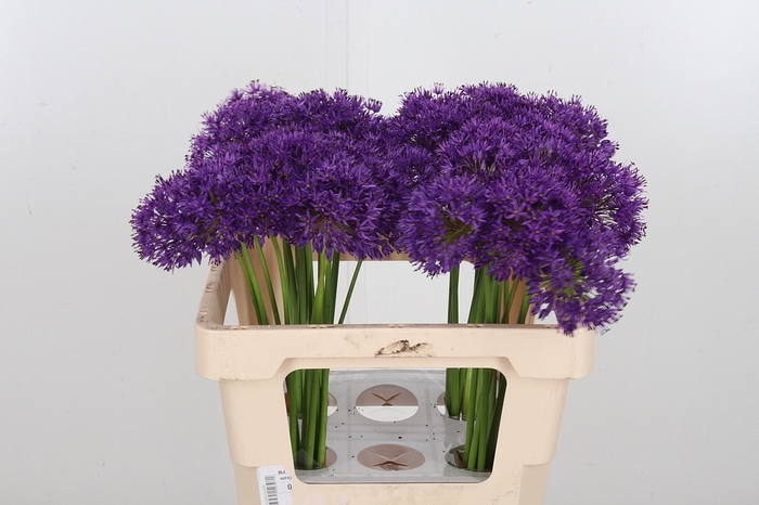 <h4>Allium Purper Sensation</h4>