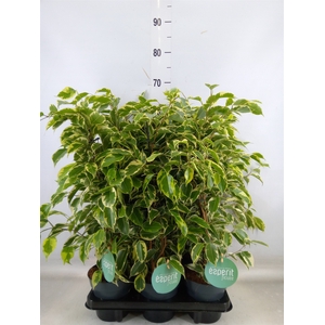 Ficus benja. 'Samantha'