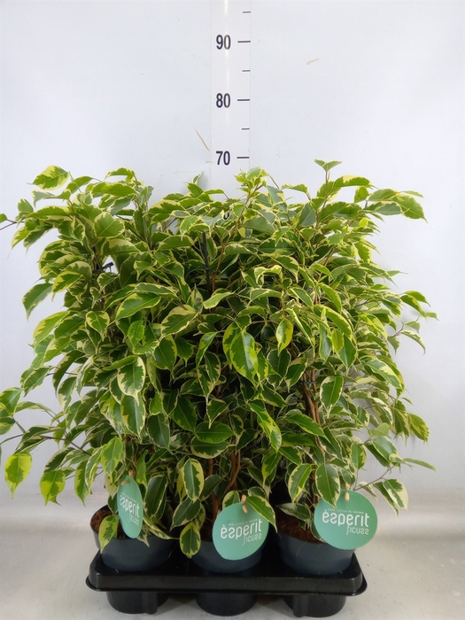 <h4>Ficus benja. 'Samantha'</h4>