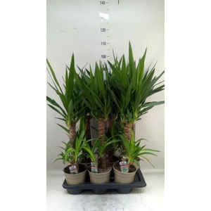 Yucca   ...