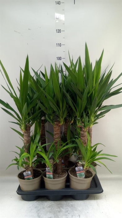 <h4>Yucca ...</h4>