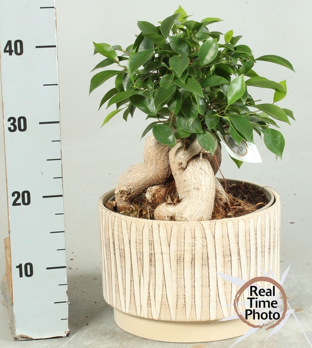 <h4>FIC MI GINSENG</h4>