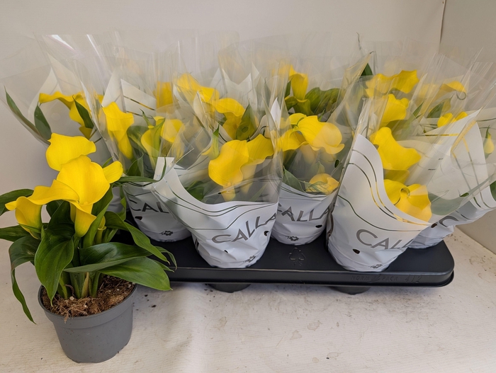 <h4>ZANT CAPT SOLO</h4>