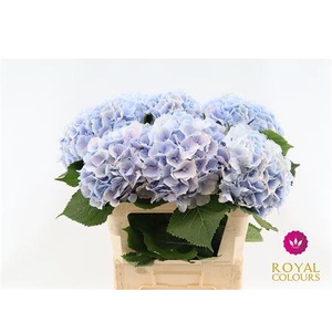 Hydr M Verena Blauw