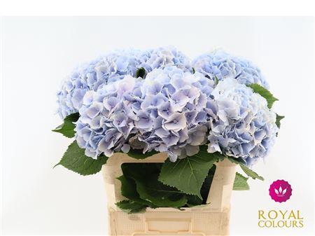 <h4>Hydr M Verena Blauw</h4>