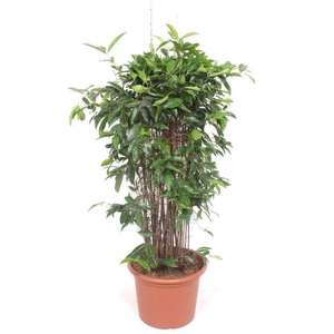 Dracaena Surculosa