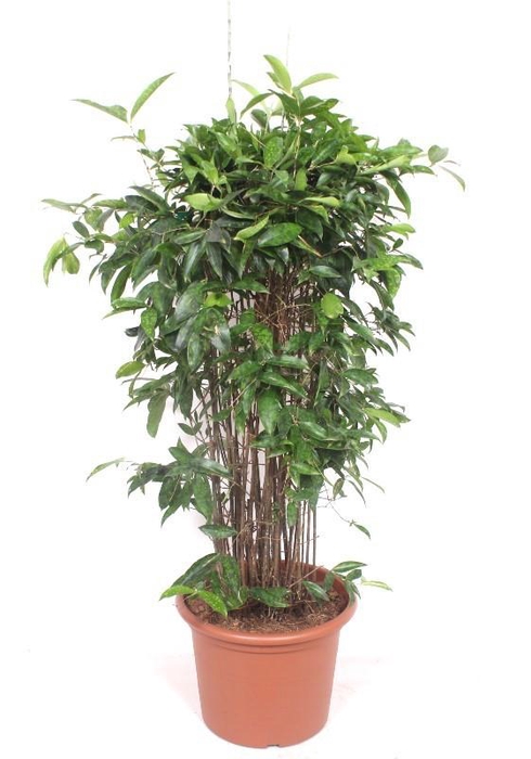 <h4>Dracaena Surculosa</h4>