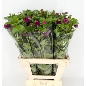 Ran Magical Raspberry