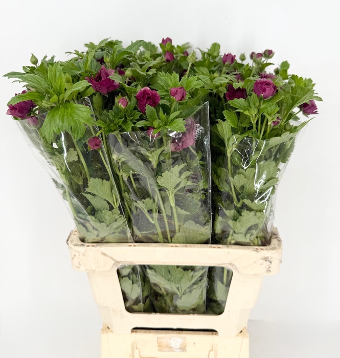 <h4>Ran Magical Raspberry</h4>