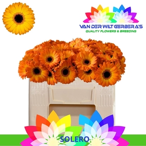 GE MI SOLERO