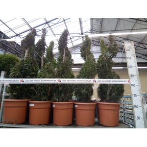 Thuja plicata 'Excelsa'