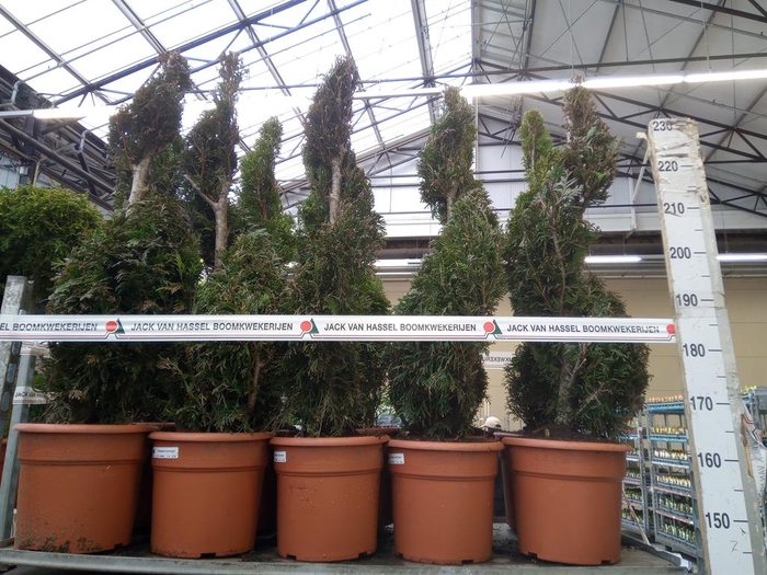 <h4>Thuja plicata 'Excelsa'</h4>
