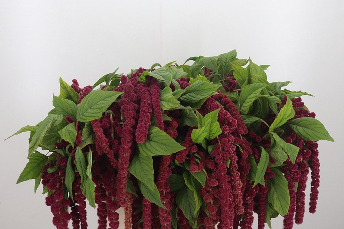 <h4>Amaranthus Caudatus Rosary</h4>