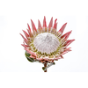 PROTEA CYNAROIDE