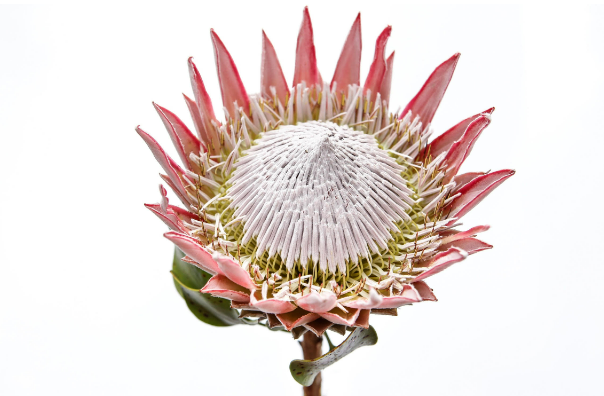 PROTEA CYNAROIDE