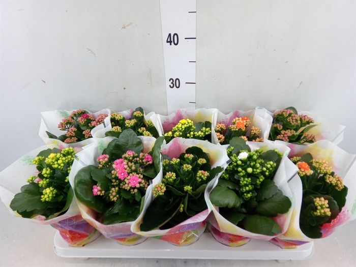 <h4>Kalanchoe blos.   ..rosebud mix  5</h4>