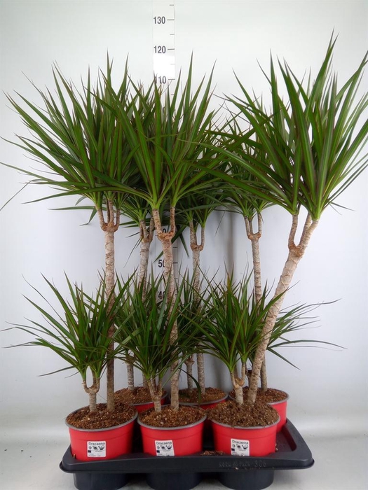 <h4>Dracaena marg.</h4>