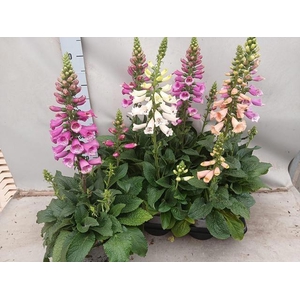 DIGI PURPUREA