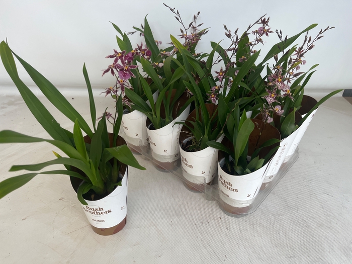 <h4>BRASSIA SUMMER DREAM</h4>