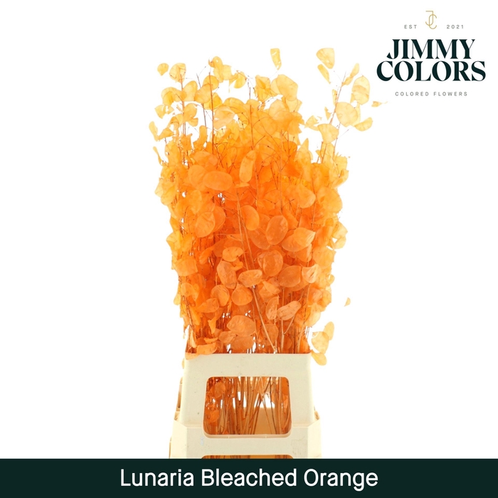 <h4>Lunaria Gebleekt Oranje</h4>