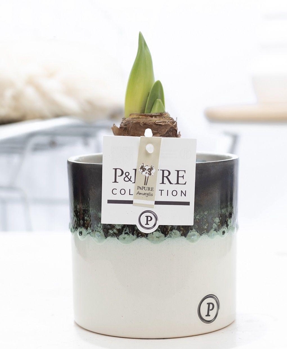<h4>Hippeastrum white in P&PURE Illusion cer.perfectly imperfectable</h4>