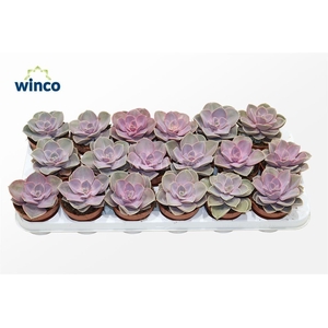 Echeveria Pearl Von Neurenberg