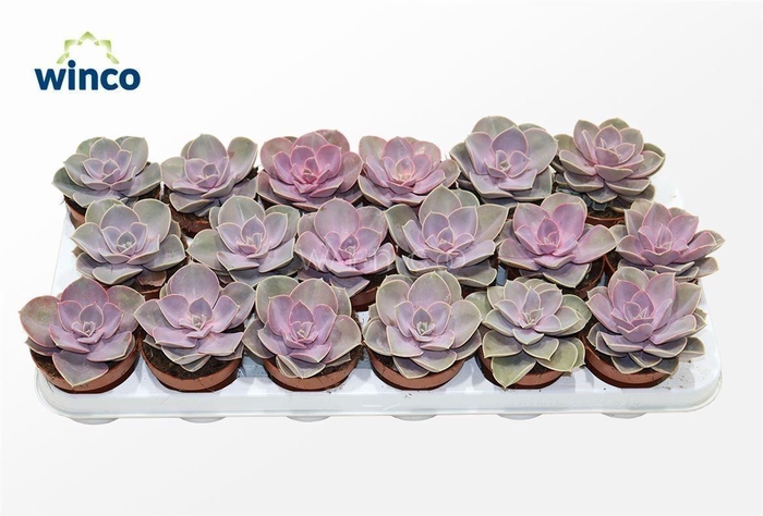 <h4>Echeveria Pearl Von Neurenberg</h4>
