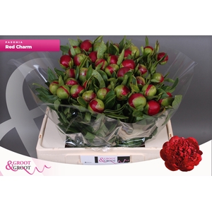 PAEO RED CHARM