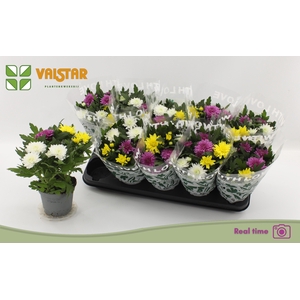 CHRYS DA VINC GEM PT