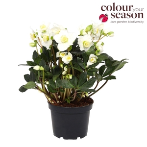 Helleborus Niger Snow Sparkle P15
