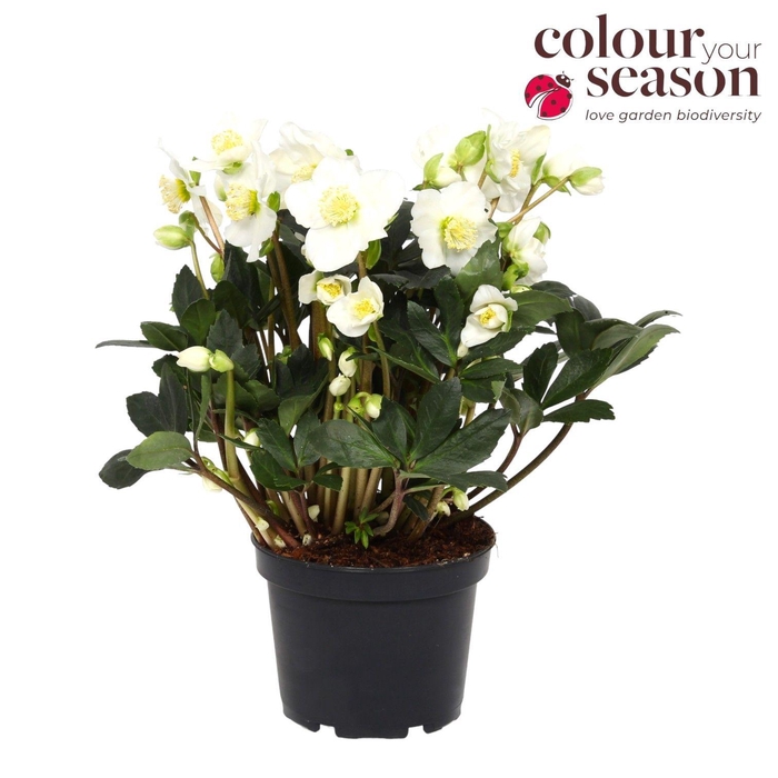 <h4>Helleborus Niger Snow Sparkle P15</h4>