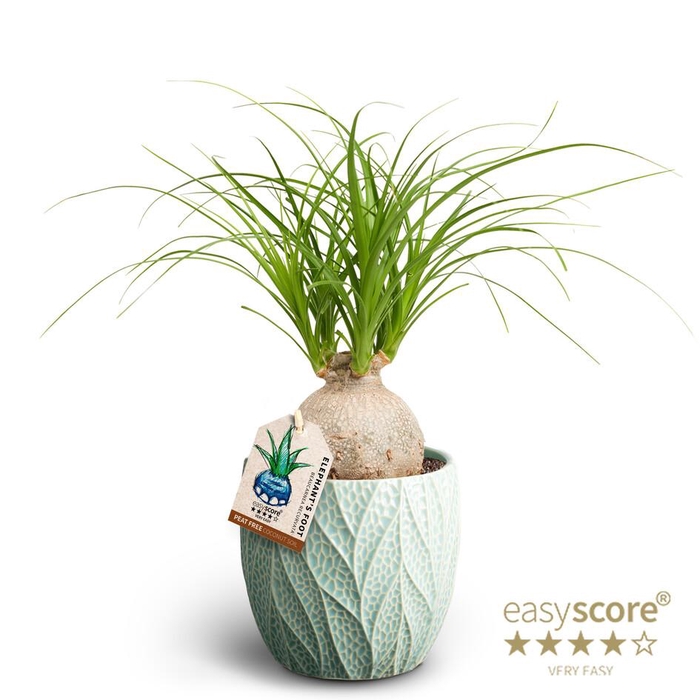 <h4>BEAUCARNEA RECURVATA P12</h4>