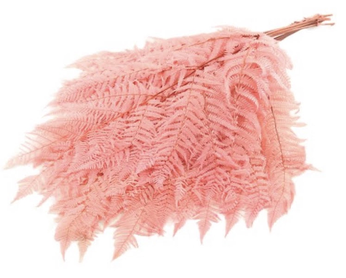 Fern Bracken Preserved Pink