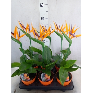 Arr.  Strelitzia L%