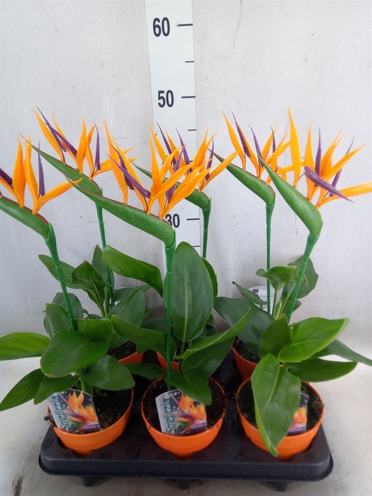 <h4>Arr.  Strelitzia L%</h4>
