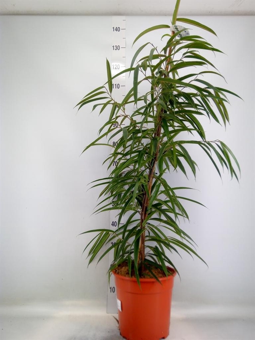 <h4>Ficus binn. 'Alii'</h4>