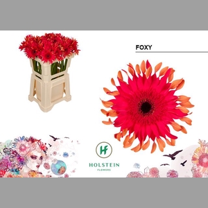 GE KV GERPASTA FOXY