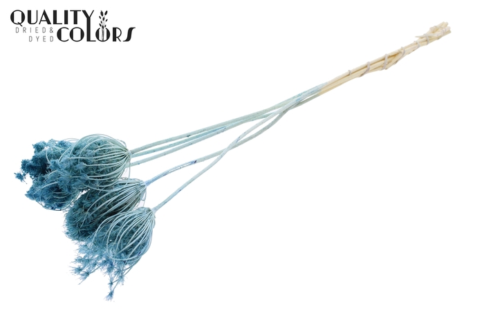 <h4>Ammi Majus 4-6cm 5pc/bunch Bleached Light Blue</h4>