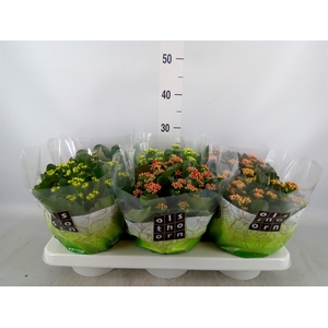Kalanchoe blos.   ..rosebud mix  5
