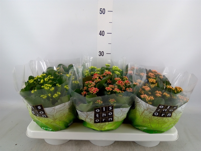 <h4>Kalanchoe blos.   ..rosebud mix  5</h4>