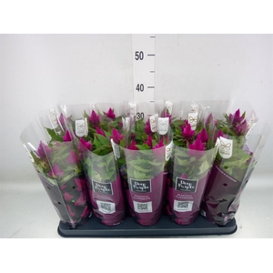 Celosia spic. 'Deep Purple'