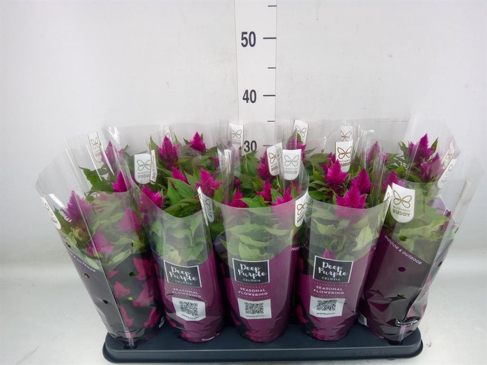 <h4>Celosia spic. 'Deep Purple'</h4>